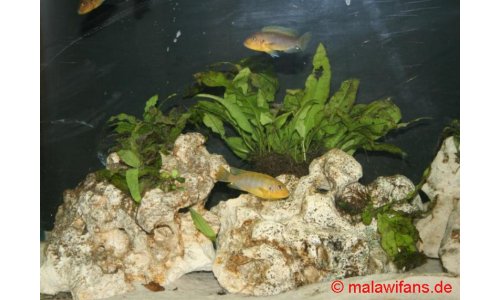 Malawi Mbuna Artbecken 240l